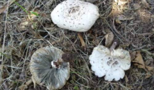 ASP-Catania-intossicazione-da-funghi-19.10.2021-chlorophyllum-molybdites-300x225-1.jpg