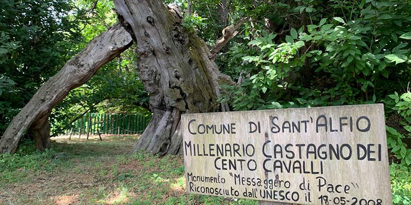 Albero-Cento-castagni4-1.jpg