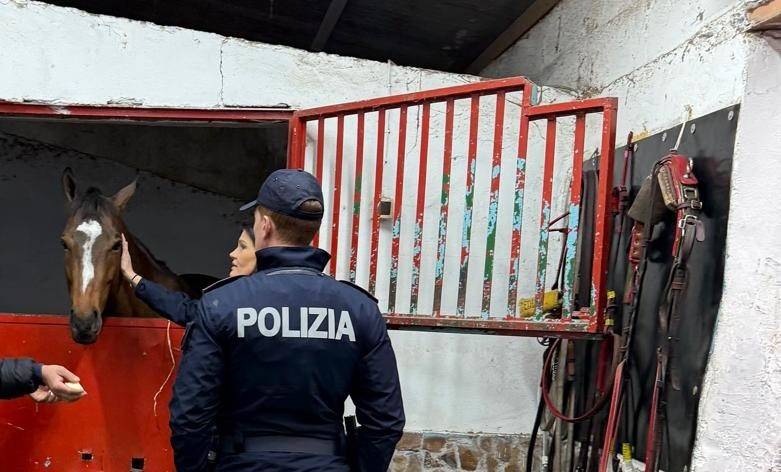 CONTROLLI-DELLA-POLIZIA-DI-STATO-IN-3-STALLE-NEL-QUARTIERE-SAN-CRISTOFORO-SEQUESTRATI-FARMACI-DOPANTI-E-SALVATI-5-CAVALLI-DESTINATI-ALLE-CORSE-CLANDESTINE.-SANZIONI-PER-20-MILA-EURO-2.jpg
