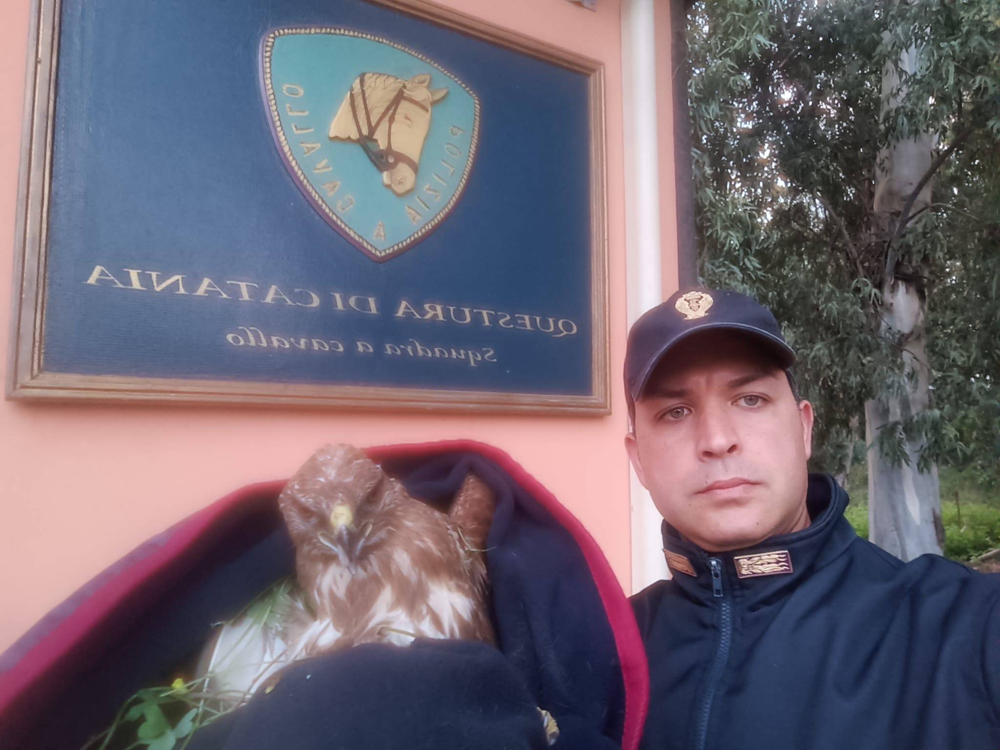 LA-POLIZIA-DI-STATO-SALVA-UNA-POIANA-FERITA-AD-UNALA-IL-GIORNO-DI-SANTAGATA.-IL-RAPACE-PRESTO-TORNERA-A-VOLARE.jpeg