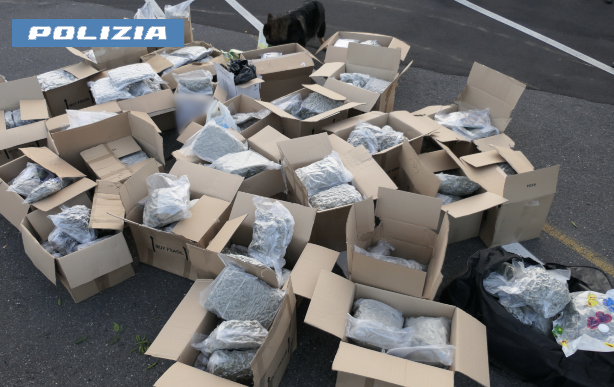 OPERAZIONE-ANTIDROGA-DELLA-POLIZIA-DI-STATO-SEQUESTRATI-CIRCA-250-KG-DI-MARJUANA-E-34-KG-DI-HASHISH-NASCOSTI-IN-UN-CAMION-TRA-LA-FRUTTA-2-1.png