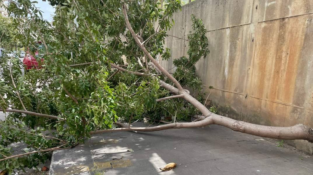 Palermo-maltempo-albero-abbattuto.jpeg