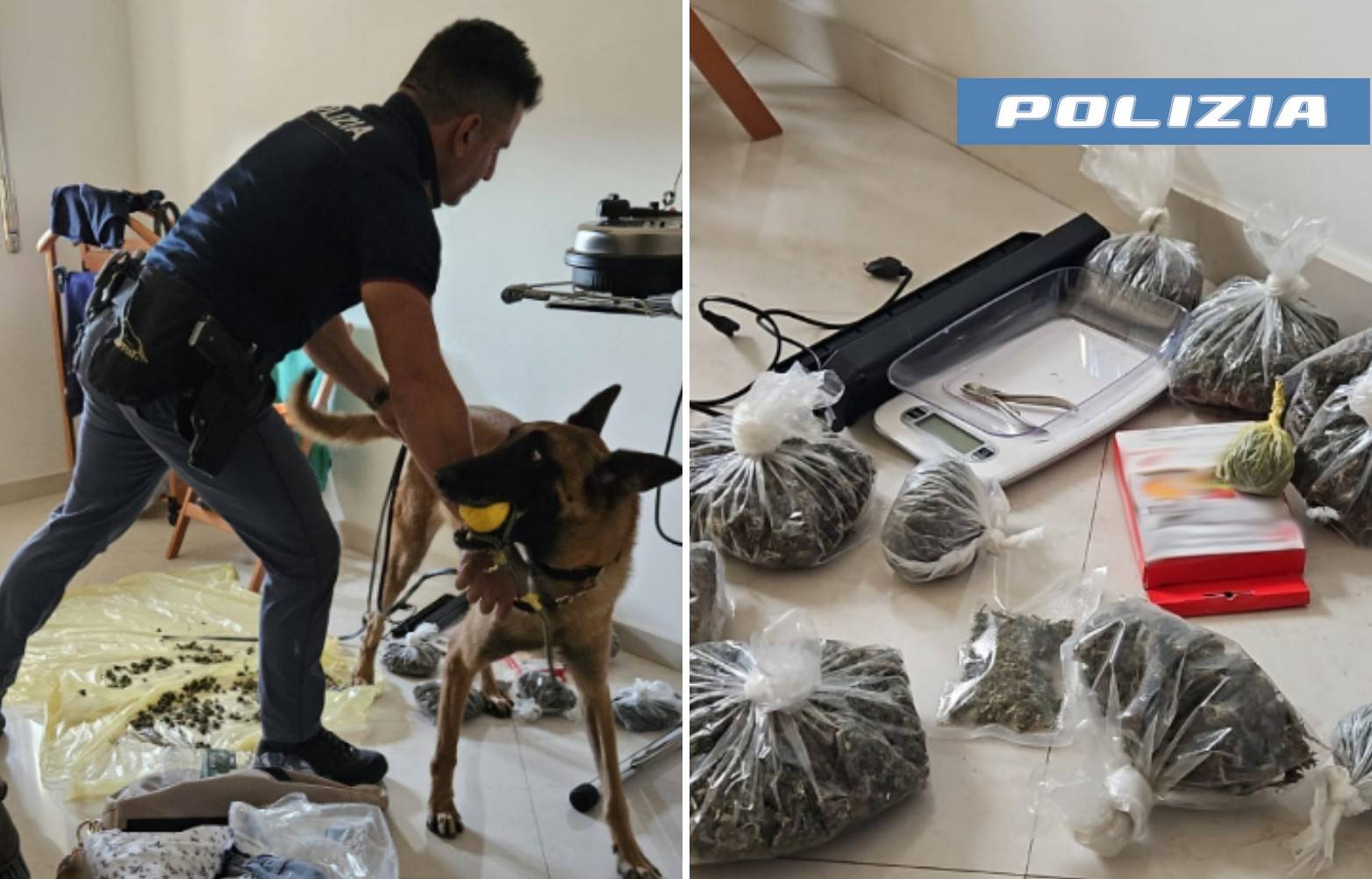 QUELLA-STRANA-COPPIA-COLTIVAVANO-MARIJUANA-E-NE-TENEVANO-OLTRE-UN-CHILO-IN-CASA.-ARRESTATI-DALLA-POLIZIA-DI-STATO-1.jpg