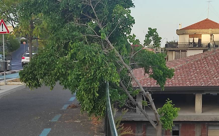 albero.jpg