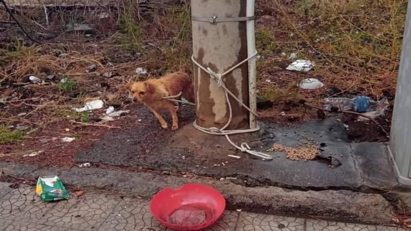 cane-adrano.jpg