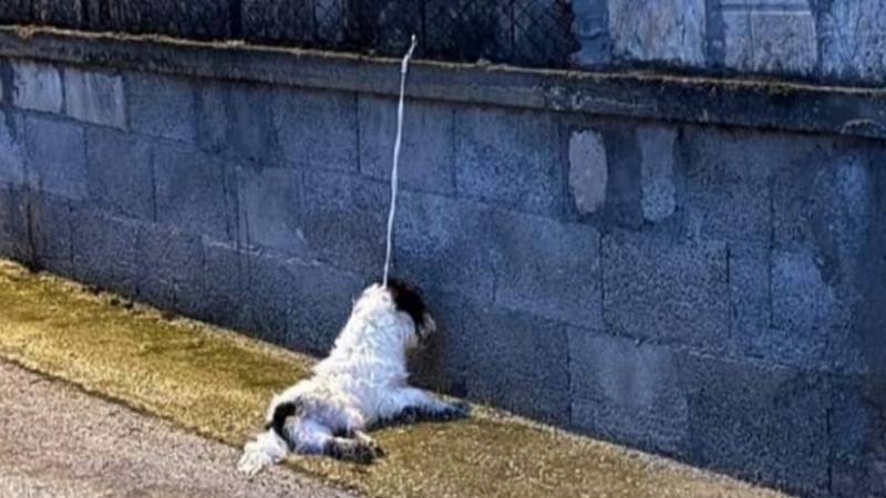 cane-rosolini.jpg