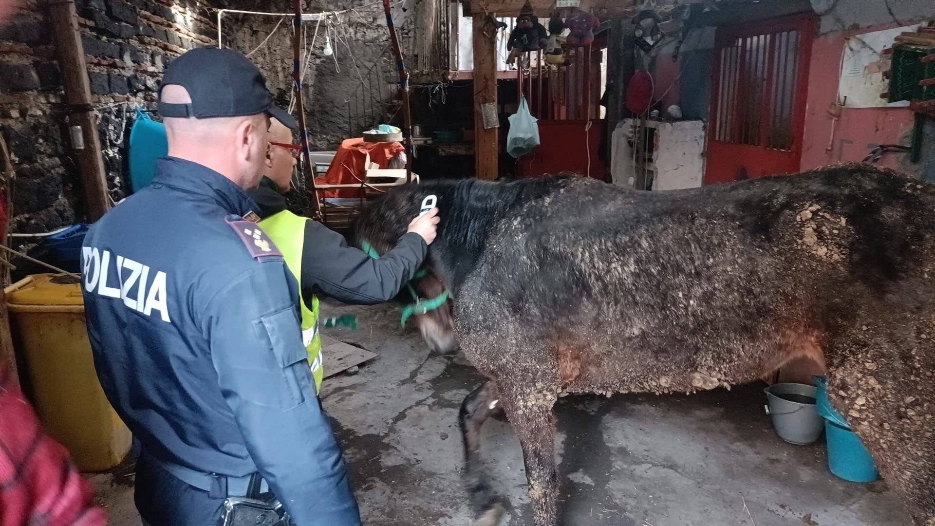 cavallo.jpg