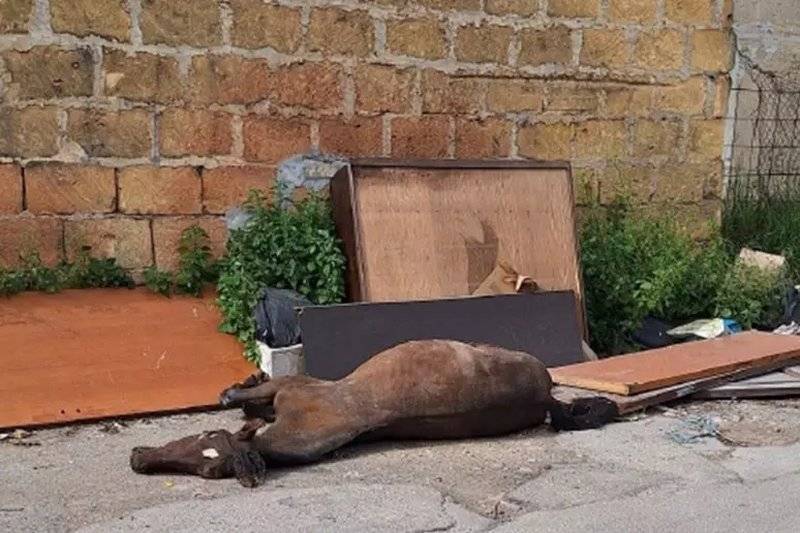 cavallo-morto.jpg