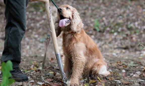 cocker.jpg