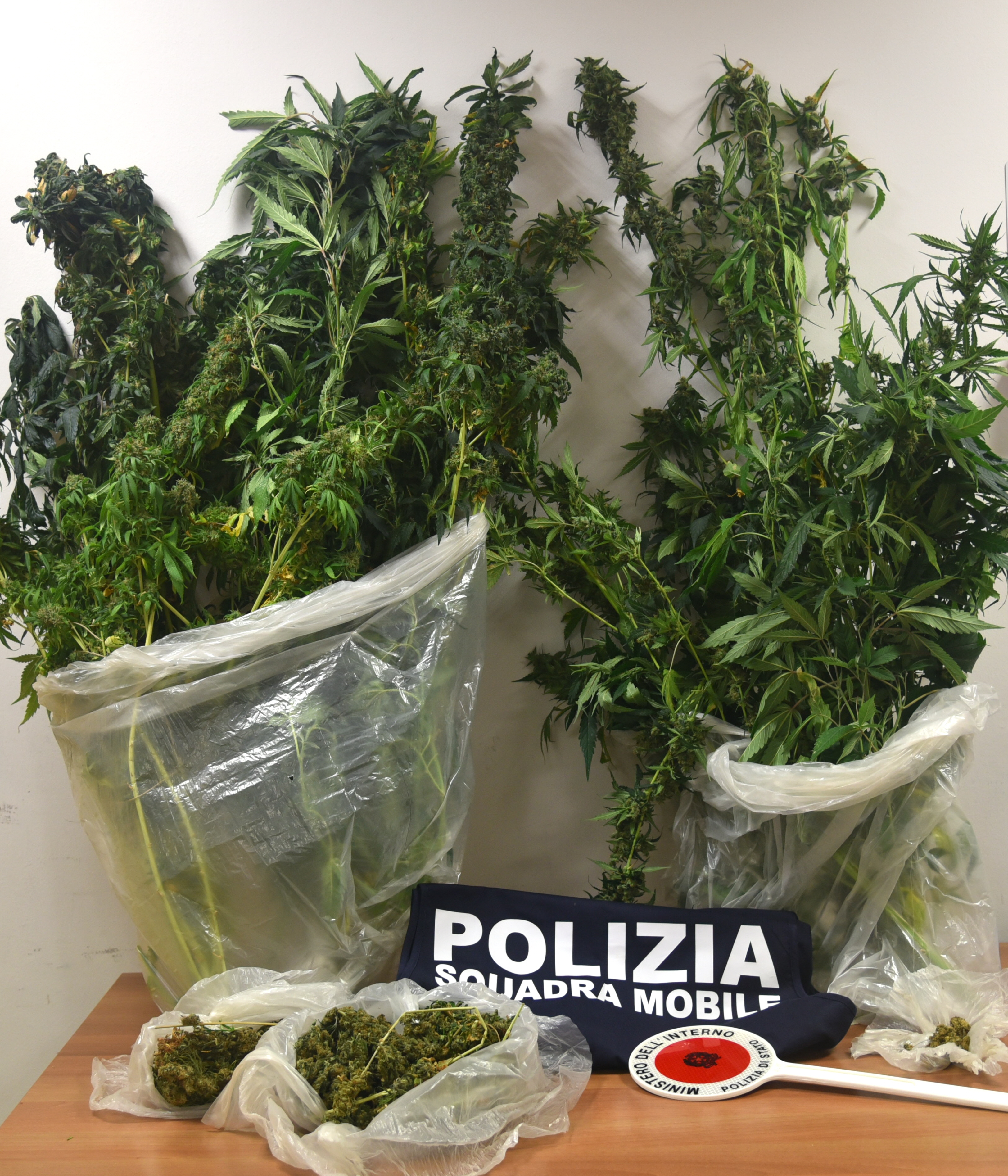 coltivazione-marijuana.png