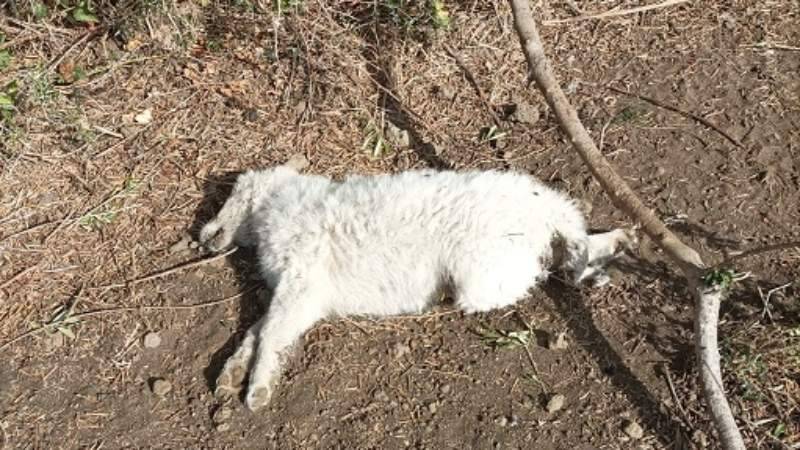 cucciolo-avvelenato.jpg