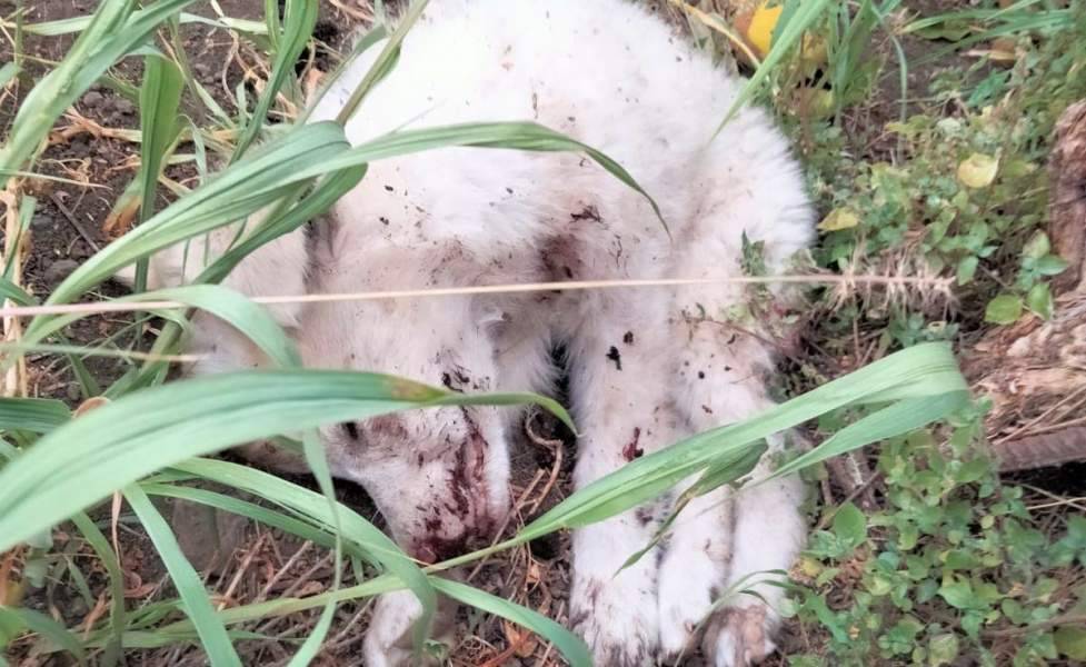 cucciolo-ucciso-ad-acireale-1.jpg
