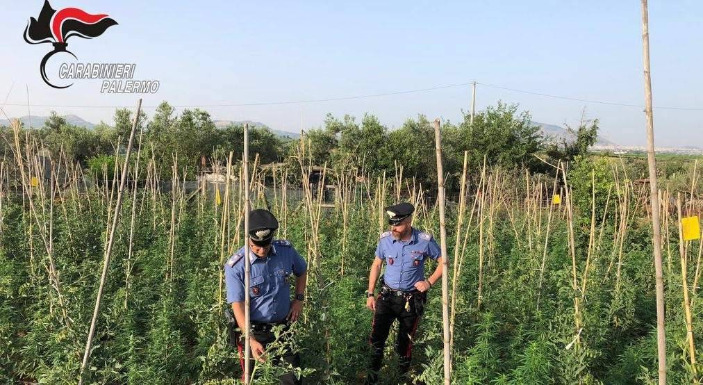 droga-tra-gli-ortaggi-a-Partinico-carabinieri.jpg
