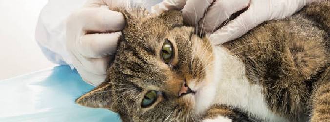 gatto-malato.jpg