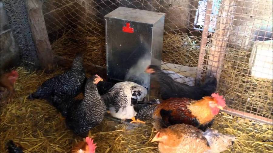 mangiatoie-per-galline-e-ordine-di-beccata-it-000.jpg