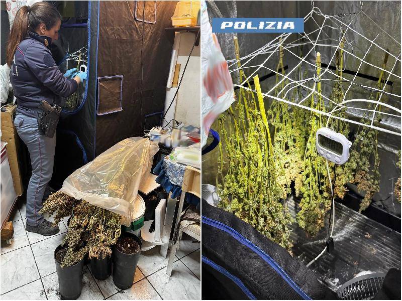 marijuana.jpg