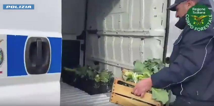 polizia-ortaggi.jpg