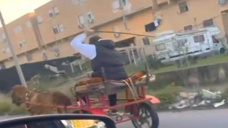 pony-maltrattato.jpg