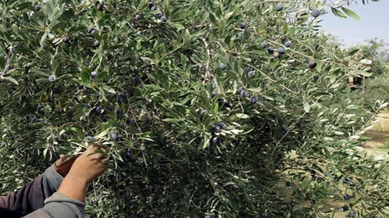 raccolta-olive.jpg