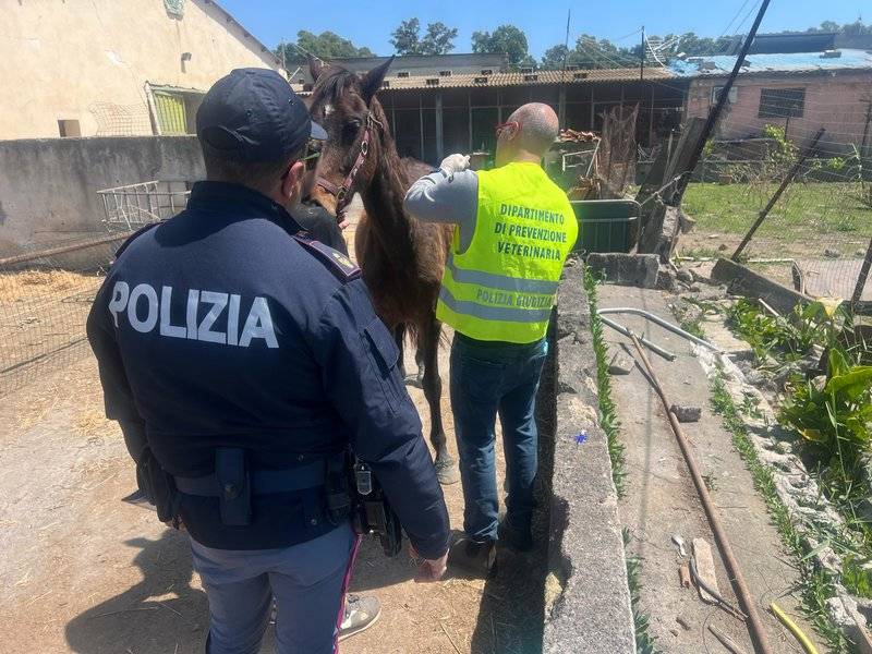sequestro-cavallo.jpg
