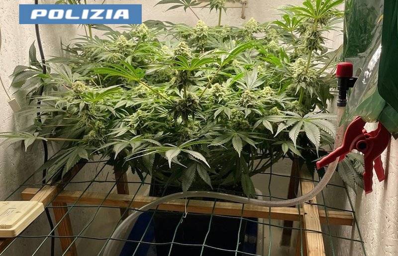 serra-marijuana.jpg