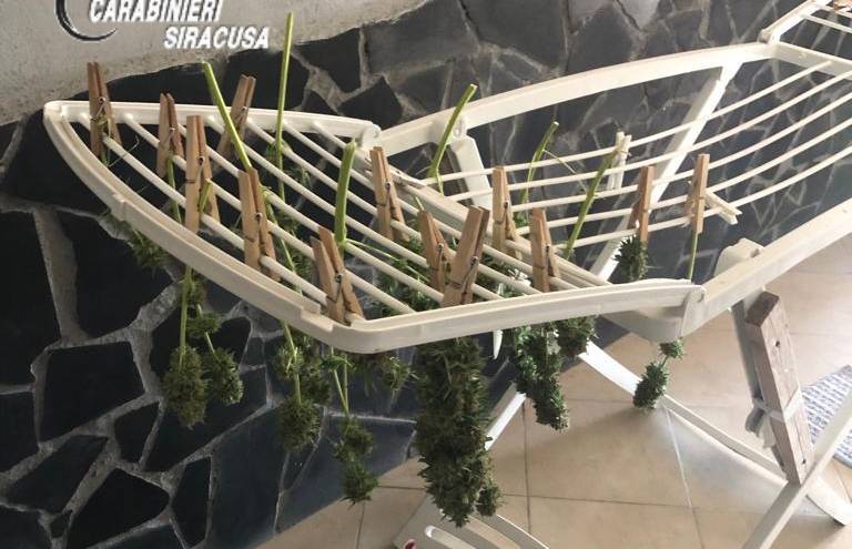 stendi-biancheria-marijuana.jpg