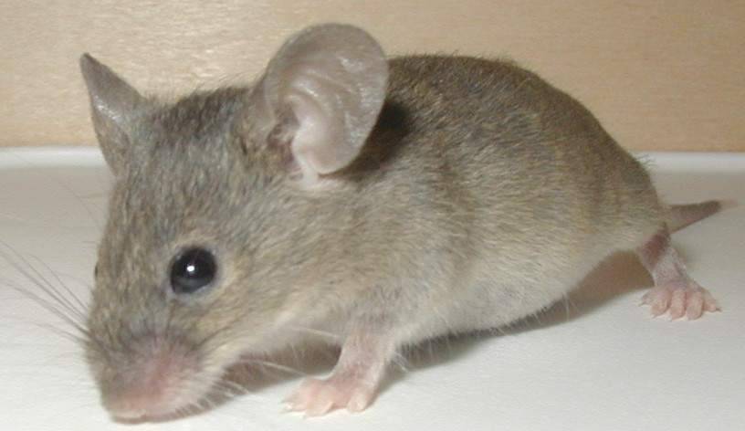 topo-ratto.jpg